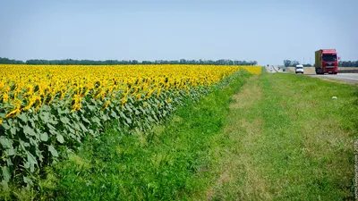 Станица Новомалороссийская Выселковского района Краснодарского края -  Общество - Новости Кубань-информ