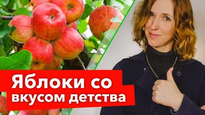 СТАРИННЫЕ СОРТА ЯБЛОНЬ, от которых я никогда не откажусь! Восхитительный  вкус, высокая зимостойкость - YouTube