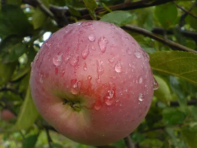 Продам/купить саженцы яблони из собственного питомника, Черновицкая обл —  Agro-Ukraine