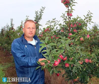 Сорт Яблони «Пепин», но не «шафранный», а забытый садоводами и практически  сейчас неизвестный «Пепин ЛИТОВСКИЙ» | Сад, огород, наука и ... лень | Дзен