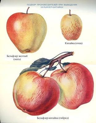 Выбираем яблони | Блог интернет-магазина Подворье