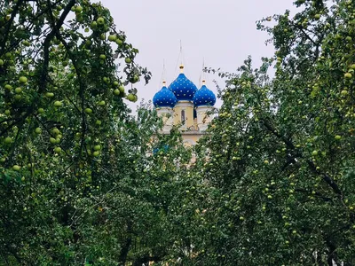 Зимние сорта яблок — элита плодового сада