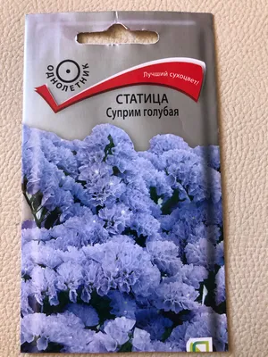 Кермек выемчатый (Лимониум, Статица, Статице) / Limonium sinuatum, Statice  sinuata - «Э - экономия! Как с помощью этого цветка почти бесплатно решить  проблему 1-сентябрьских букетов и украсить собственный дом. Особенности  выращивания » | отзывы