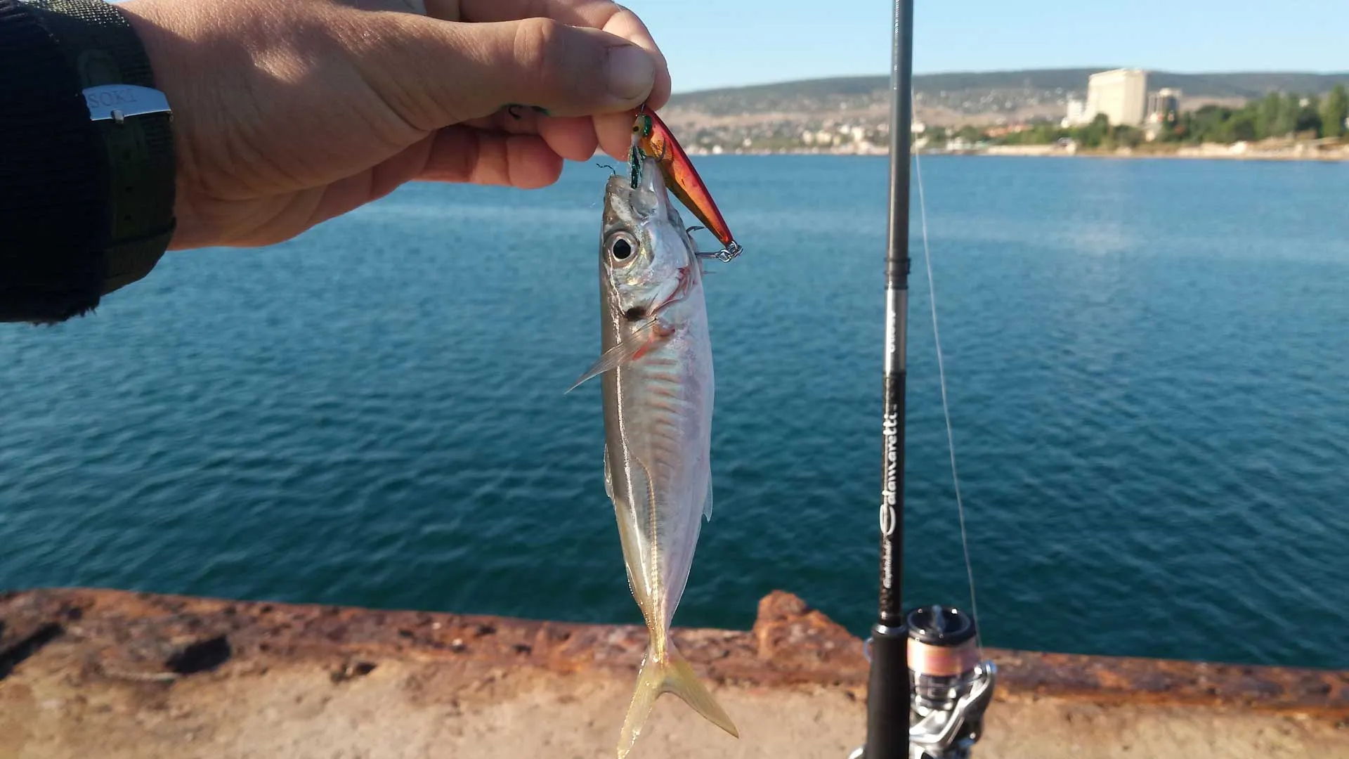 Ловля спиннингом с берега на черном море