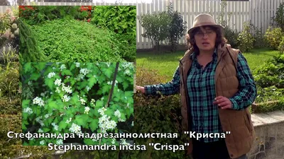 Стефанандра надрезаннолистная Криспа Crispa