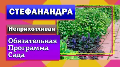 Стефанандра надрезаннолистная | Атлас × Растений