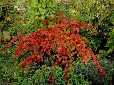 Стефанандра танаки - Стефанандра - GardenPlants