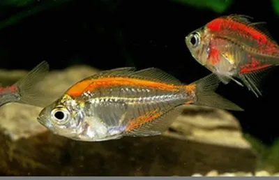 Стеклянный окунь - Chanda ranga - взрослые - Рыбки - Nano Fish