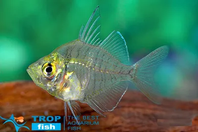 Индийские стеклянные рыбы аквариума окуня Стоковое Фото - изображение  насчитывающей аквариум, пресноводно: 36976524
