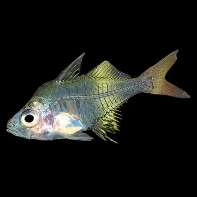 Стеклянный окунь аквариумная рыбка: содержание, совместимость