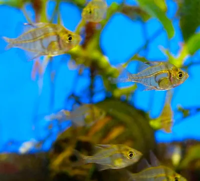 Окунь скляний (імпорт) | Ексклюзивні | Каталог | TropFish – Постачальник  декоративних акваріумних та ставкових риб, товарів для акваріумістики