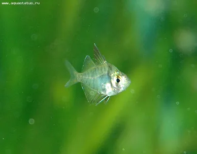 Аквариумная рыбка Стеклянный Окунь обычный и цветной крашеный. Содержание,  разведение - YouTube