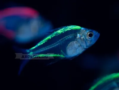 Индийские стеклянные рыбы аквариума окуня Стоковое Фото - изображение  насчитывающей азиатский, пресноводно: 36978420