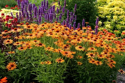 Почвопокровные растения для сада, названия и фото: зеленый ковер из  многолетних цветов и трав, цветущий все лето | Houzz Россия