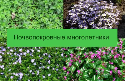 Травянистые многолетники — Каталог — Страница 2 — Питомник растений Ирины  Савченко