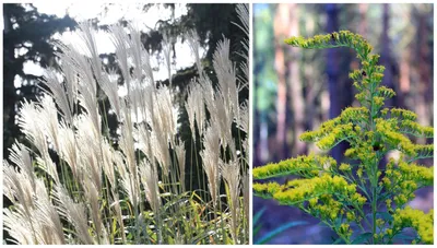 Почвопокровные растения-многолетники для дачи и сада: 11 фото c названиями  | ivd.ru