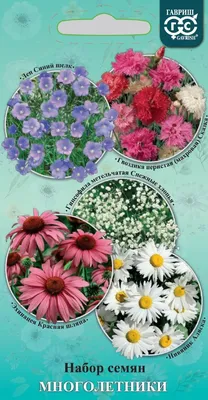 23 почвопокровных многолетника: цветы и растения для сада, цветущие всё  лето | Суккуленты в саду, Посадка суккулентов, Суккуленты в ландшафте