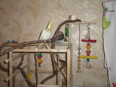 Делаем игрушки фуражилки для попугаев безопасными.