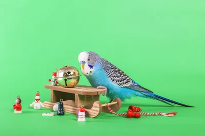 Стенд для попугая своими руками - YouTube