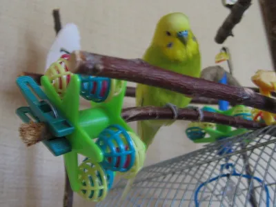 Игрушки для попугаев - какие бывают, сколько нужно игрушек попугаю