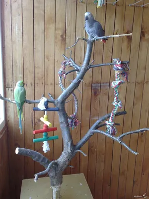 Форумы о попугаях - Игровой стенд для волнистого попугая своими руками