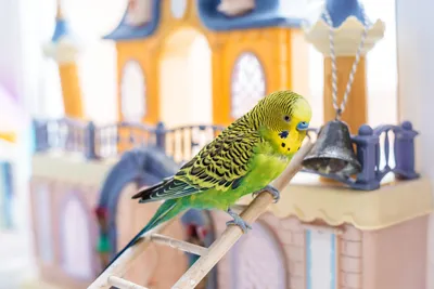 Стенд для попугая: как сделать игровую площадку для птицы своими руками