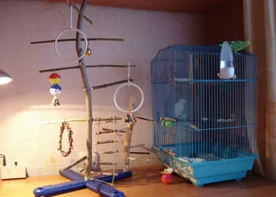 Присада для попугая своими руками - картинки и фото poknok.art