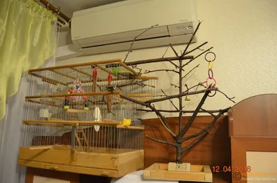 Игровая площадка для попугая своими руками: как сделать комплекс для  волнистых или больших попугаев, пошаговая инструкция, фото
