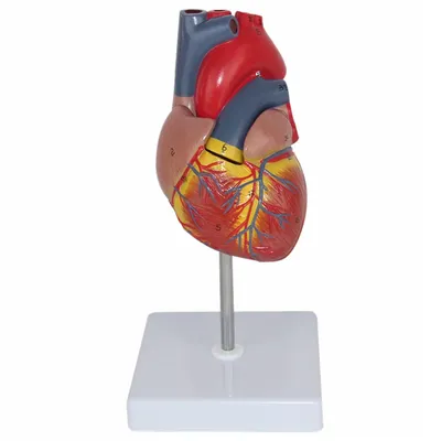 Стенд для испытаний искусственных клапанов сердца | готовые проекты КБ-78