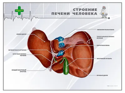 💙 󾬓 Стентирование сердца 💙 󾬓 Стентирование сосудов сердца в Запорожье