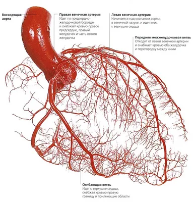 Вмешательства в кардиологии - стентирование коронарных артерий и шунтов в  Москве | Стоимость лечения в Юсуповской больнице
