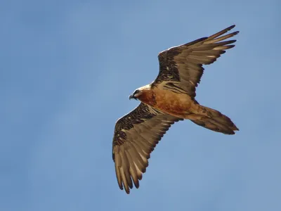 В Одесской области видели редчайшую птицу: возможно, ее популяция  восстанавливается | Новости Одессы