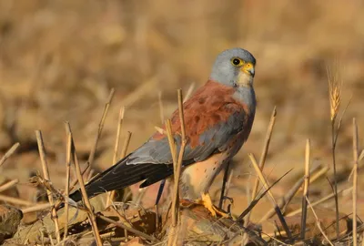 Птицы обитающие в степях и пустынях - 53 фото