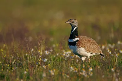 Птицы степи в природе стоковое изображение. изображение насчитывающей  ноготь - 108054407