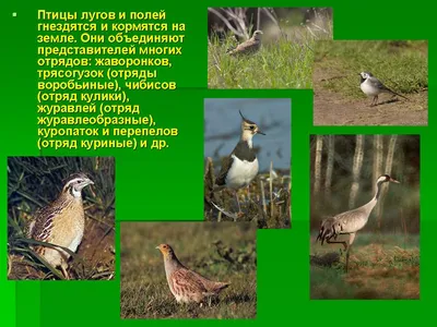 50 горных птиц (20 июня - 30 июня 2019). Бёрдинг-туры в Казахстане. Птахи  України.