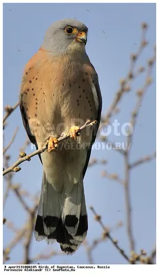 Калмыкия. Май 2016 - Дневник наблюдений птицДневник наблюдений птиц