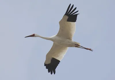 Белый журавль, стерх — Grus leucogeranus / Статьи / Птицы Европы
