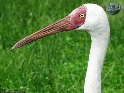 Величавая птица журавль - Стерх (белый журавль) Grus leucogeranus - День за  Днем