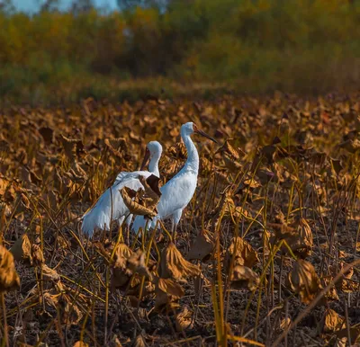 СТЕРХ, белый журавль (Grus leucogeranus) | Даурский заповедник | Дзен