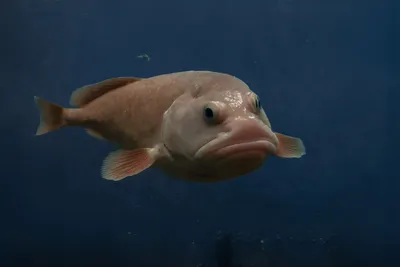 Страшные рыбы-мутанты и уродцы в наших домашних аквариумах