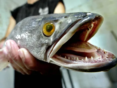 Самые страшные рыбы-убийцы - Лесохот - портал охотников, рыбаков, туристов