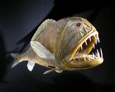 Страшная рыба фото фото