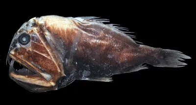 Самая страшная рыба в мире: в Чили поймали существо, считающееся  предвестником катастрофы