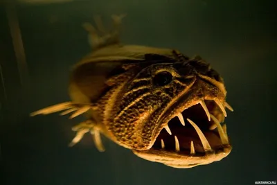 Страшная рыба с длинными острыми зубами — Авы и картинки | Глубоководные  животные, Страшная рыба, Животные