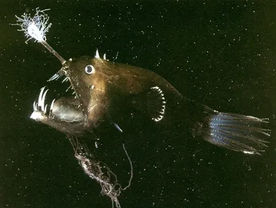 Страшные рыбы с нечестным ртом в руке рыболова Стоковое Изображение -  изображение насчитывающей тренер, глаза: 81195313