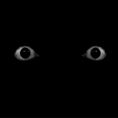 Страшные глаза в темноте - 78 фото