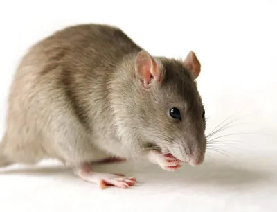 Страшные крысы зомби доедают гнилые …» — создано в Шедевруме