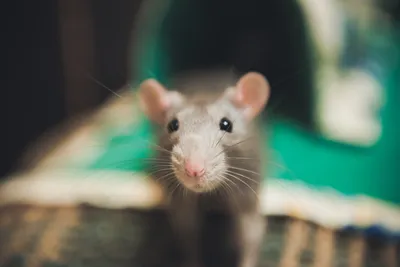 Безумные страшные крысы бегут по …» — создано в Шедевруме