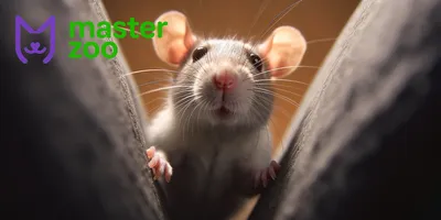 Декоративные крысы - умные, милые и совсем не страшные | MasterZoo