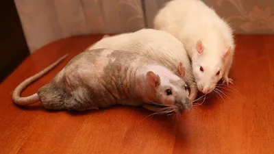 К чему снятся крысы по соннику: толкование снов про крыс